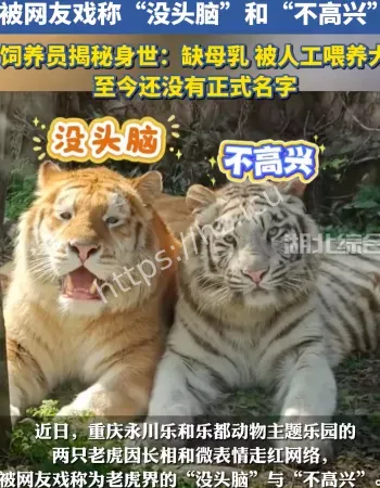 老虎版没头脑不高兴