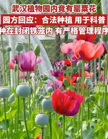 植物园现罂粟花